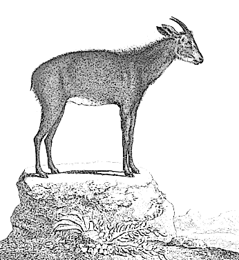 Free Young Goat Clipart