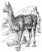 Free Guanaco Clipart