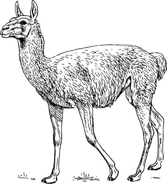 Free Guanaco Clipart