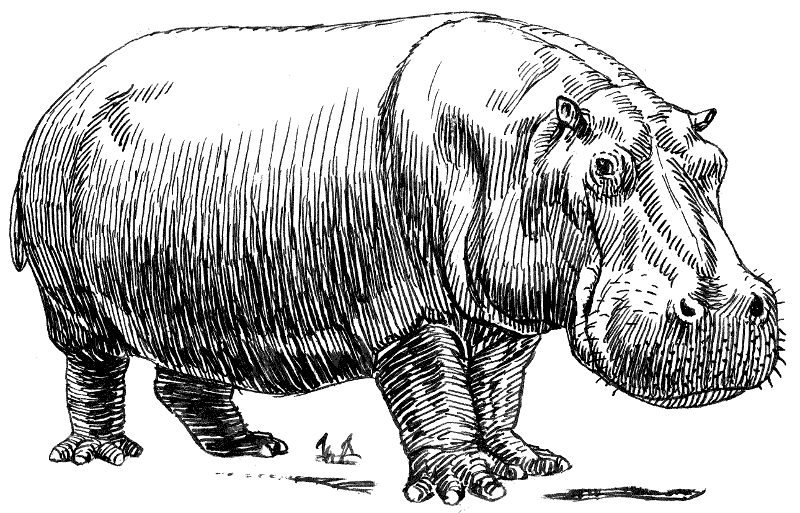 Free Hippopotamus Clipart