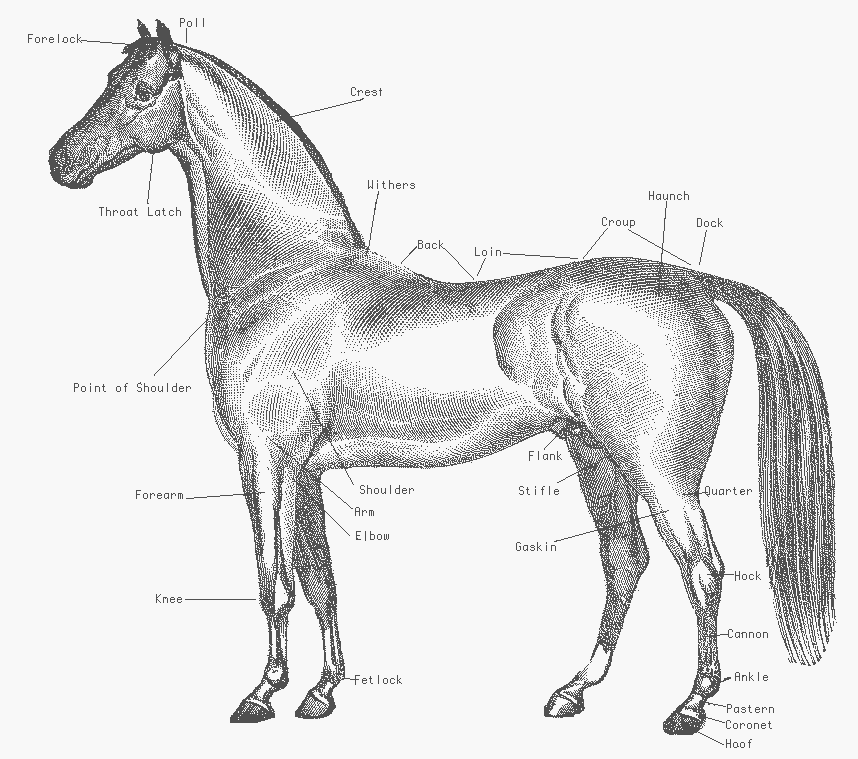 Free Horse Anatomy Clipart