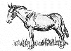 Free Mule Clipart