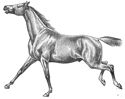 Free Stallion Clipart