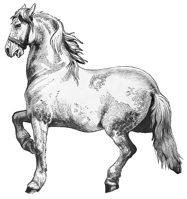 Free Horse Clipart