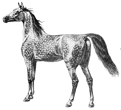 Free Dappled Grey Horse Clipart