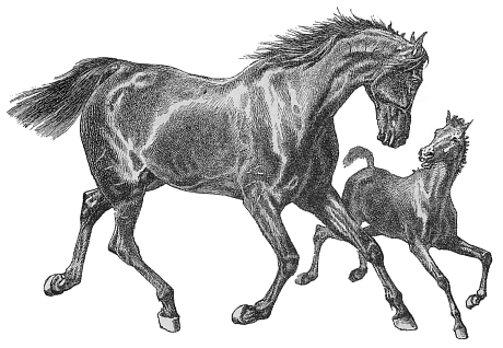 Free Thoroughbred Clipart