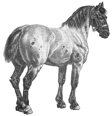 Free Horse Clipart