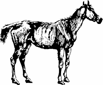 Free Malnourished Horse Clipart