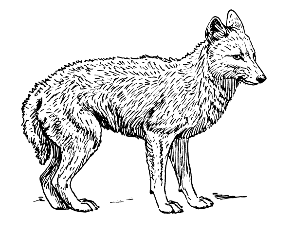 Free Jackal Clipart