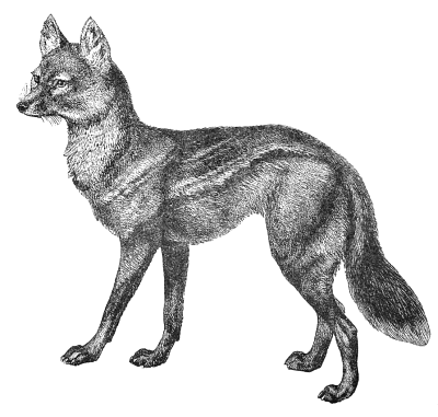 Free Jackal Clipart