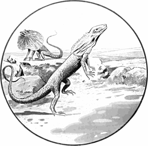 Free Black and White Lizard Clipart