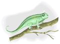 Free Gecko Clipart