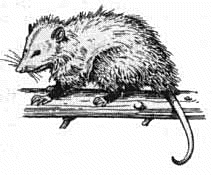 Free Opossum Clipart