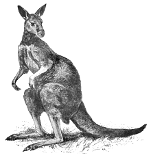 Free Kangaroo Clipart