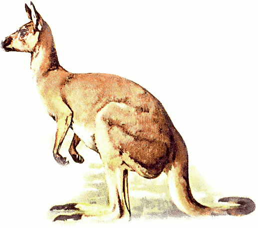 Free Kangaroo Clipart