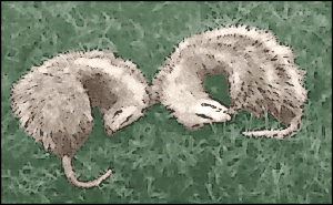 Free Opossum Clipart