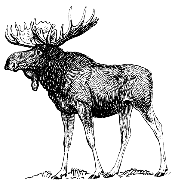 Free Moose Clipart