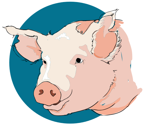 Free Domestic Pig Clipart