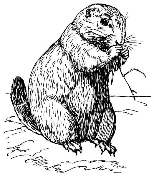 Free Prairie Dog Clipart