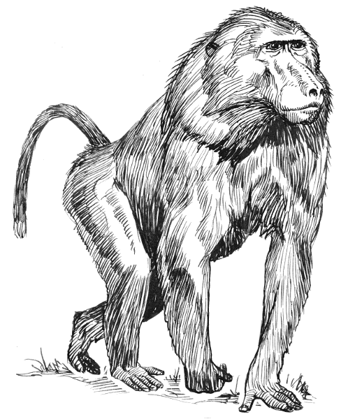 Free Baboon Clipart