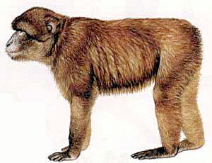 Free Barbary Ape Clipart