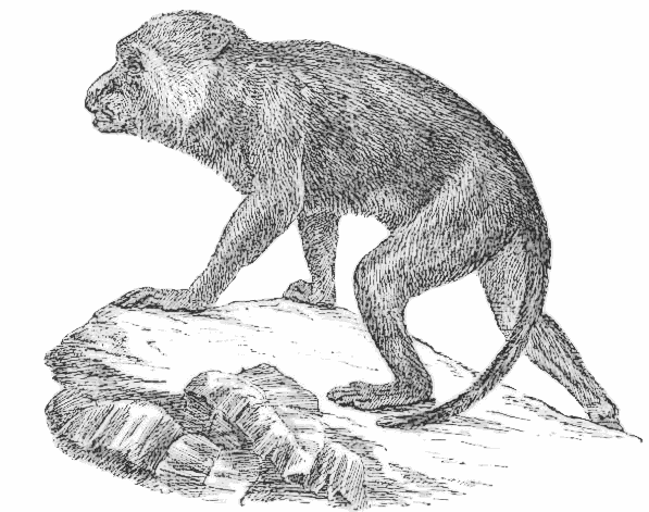 Free Macaque Clipart