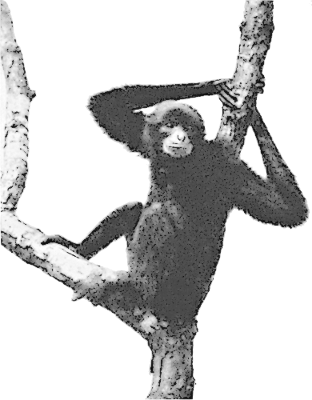 Free Gibbon Clipart