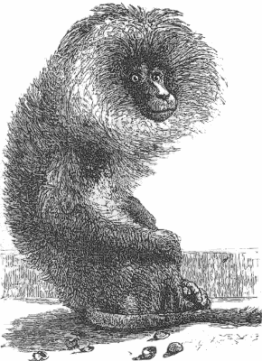 Free Old World Monkey Clipart