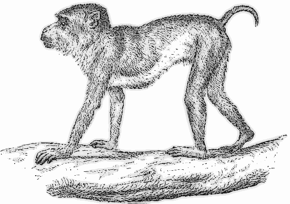 Free Monkey Breeds Clipart