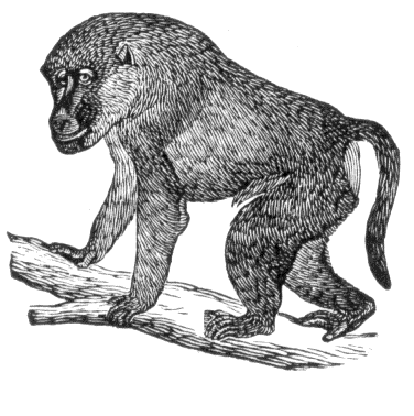 Free Baboon Clipart