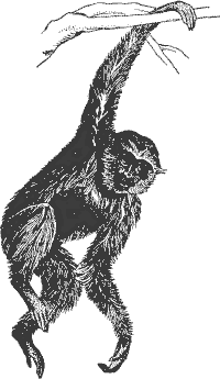 Free Gibbon Clipart