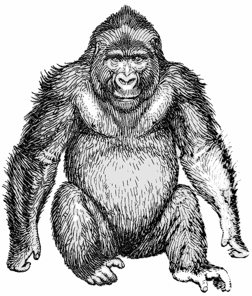 Free Gorilla Clipart