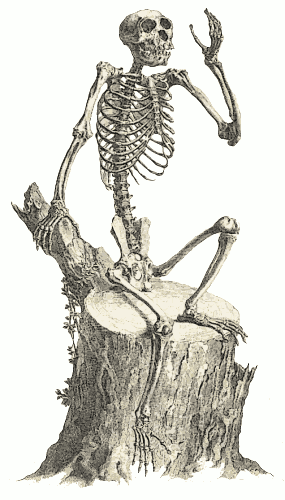 Free Monkey Skeleton Clipart