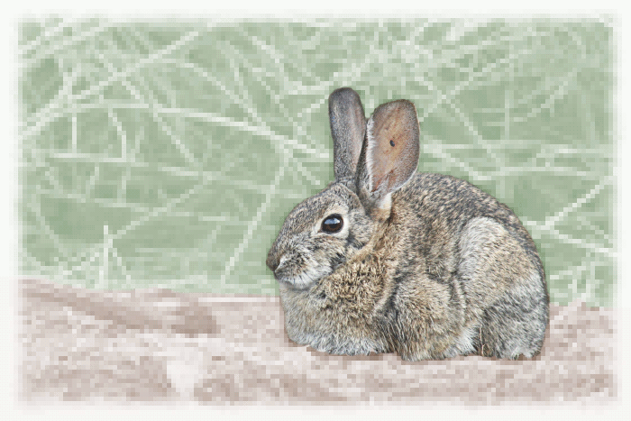 Free Rabbit Clipart