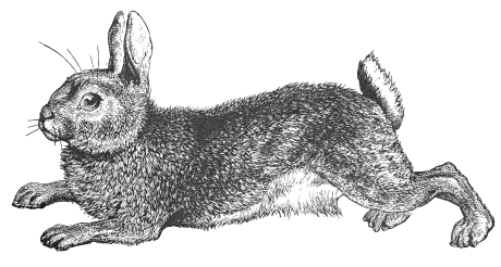 Free Rabbit Clipart