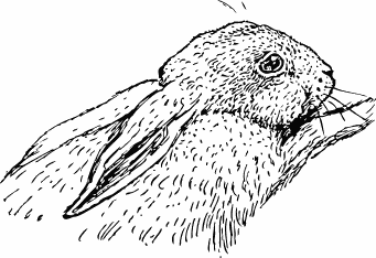 Free Pet Rabbit Clipart