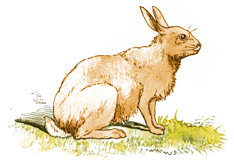 Free Rabbit Clipart