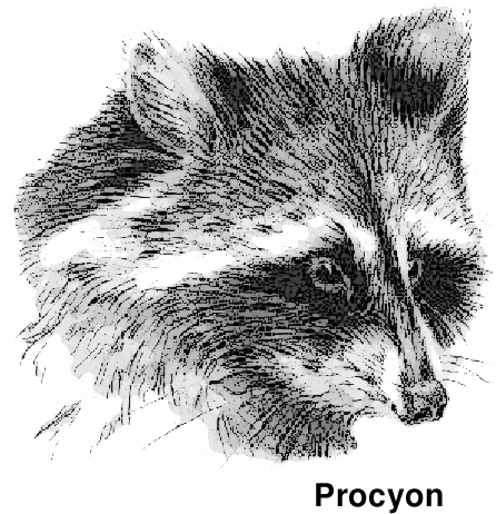 Free Black and White Raccoon Clipart