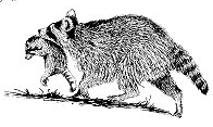 Free Raccoon Mother Clipart