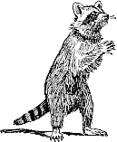 Free Black and White Raccoon Clipart
