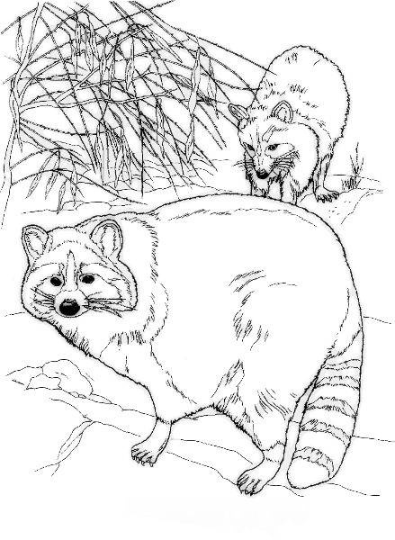 Free Raccoon Coloring Pages Clipart