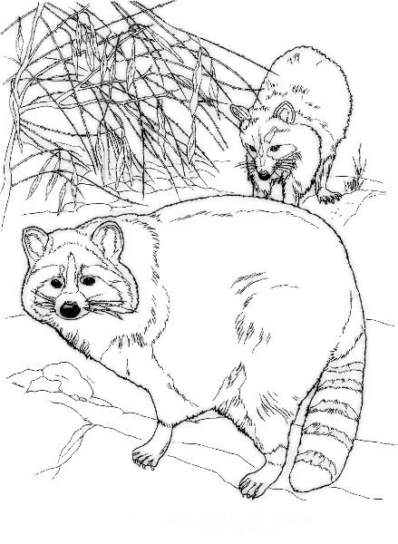 Free Baby Raccoon Clipart