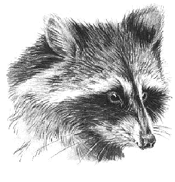 Free Black and White Raccoon Clipart