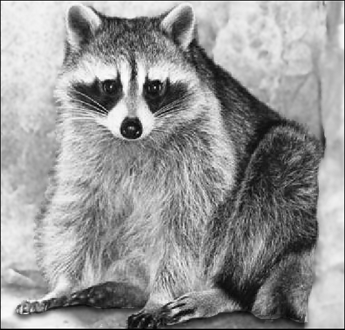 Free Black and White Raccoon Clipart