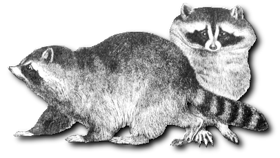 Free Two Raccoons Clipart