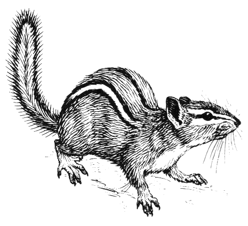 Free Chipmunk Clipart