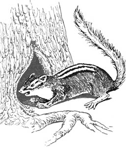 Free Chipmunk Clipart