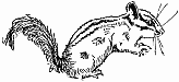 Free Chipmunk Clipart