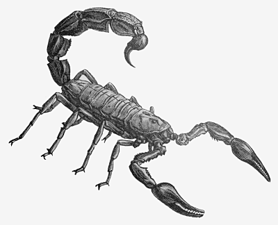 Free Scorpion Clipart