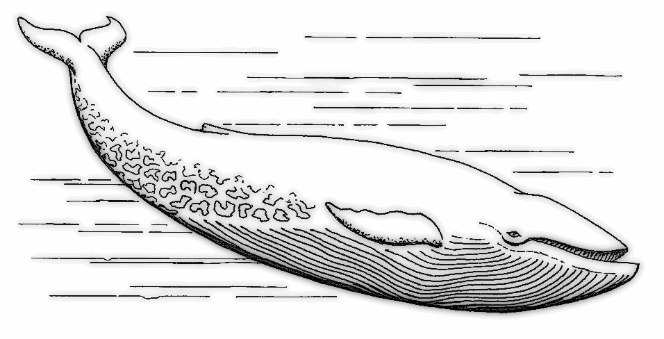 Free Black and White Whale Clipart